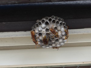 P1000063