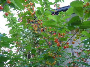 P1000805さくらんぼ